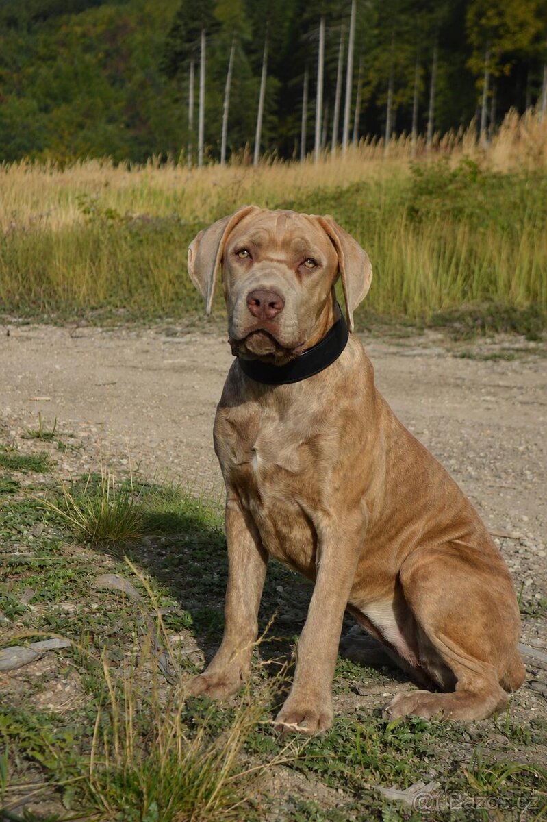 Americký BANDOG fenka