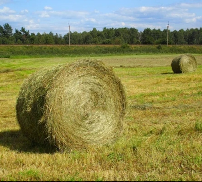 Koupím seno balíky