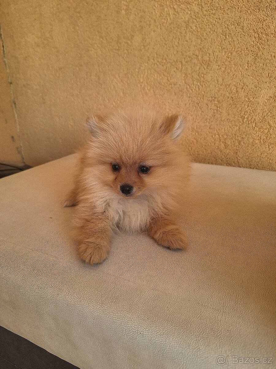 Pomeranian,pomerian špic