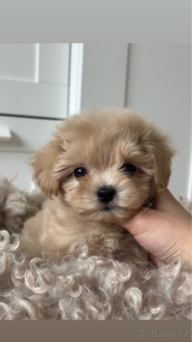 Maltipoo f1 boy pes