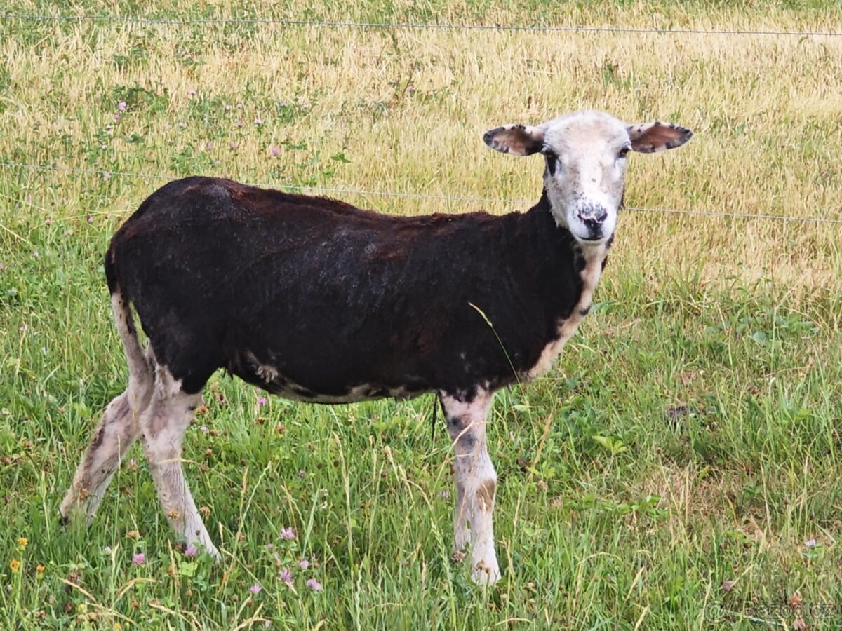Roční ovečka