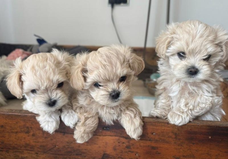 Maltipoo  bez  pp