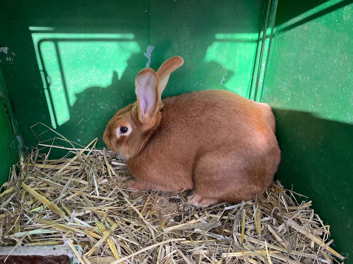 Burgundska samice s PP  prodam