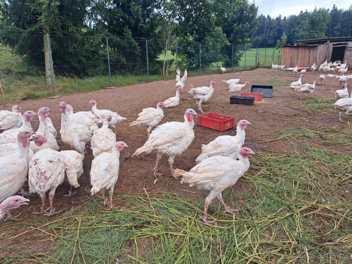 Husy,Kachny,Krůty - chlazené nebo v živém