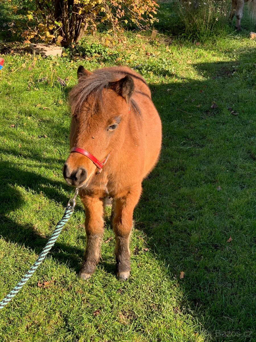 Mini pony bez původu