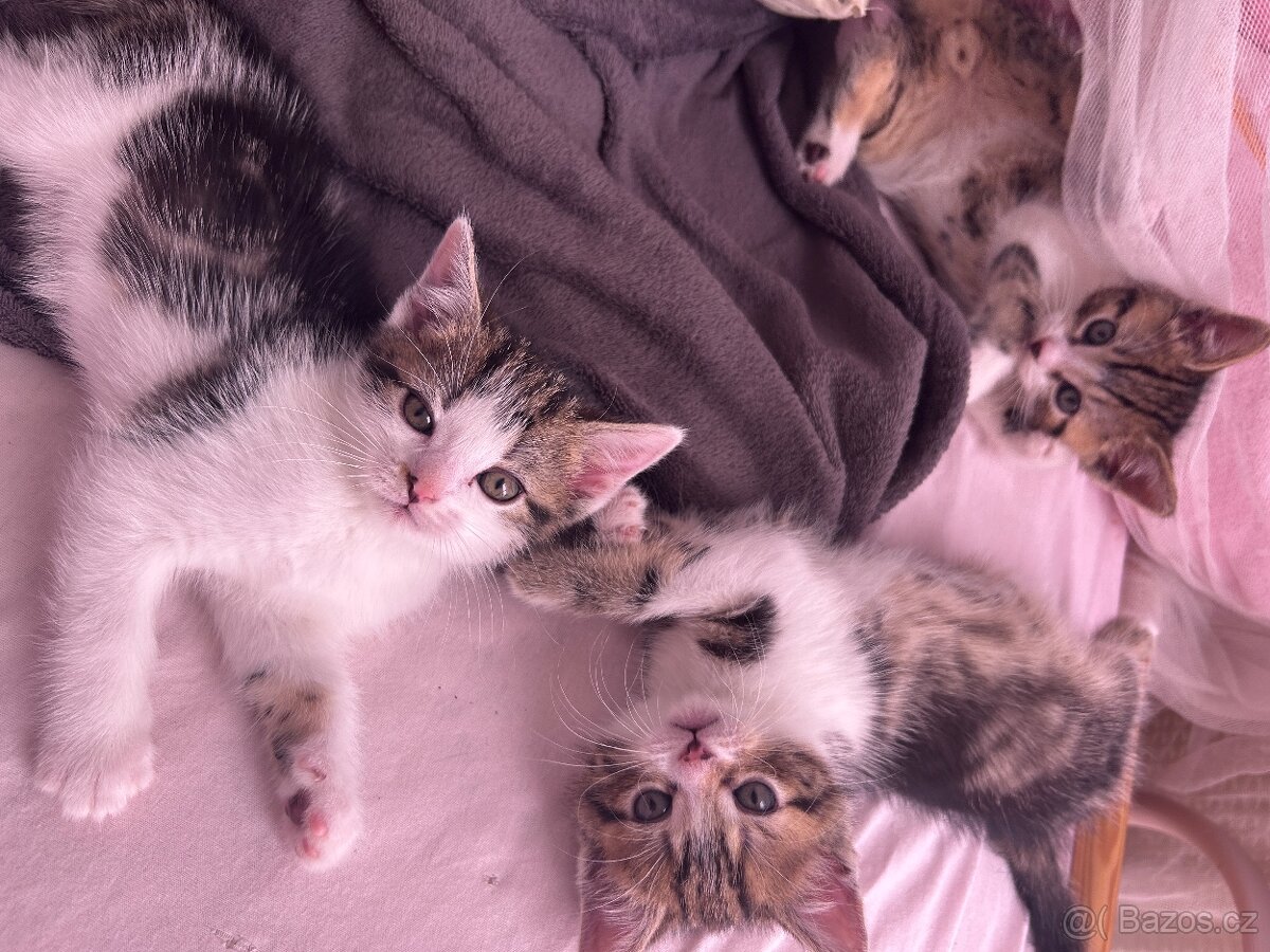 6 Rozkošných Koťátek (Máma Britka s PP x Pouliční Elegán)
