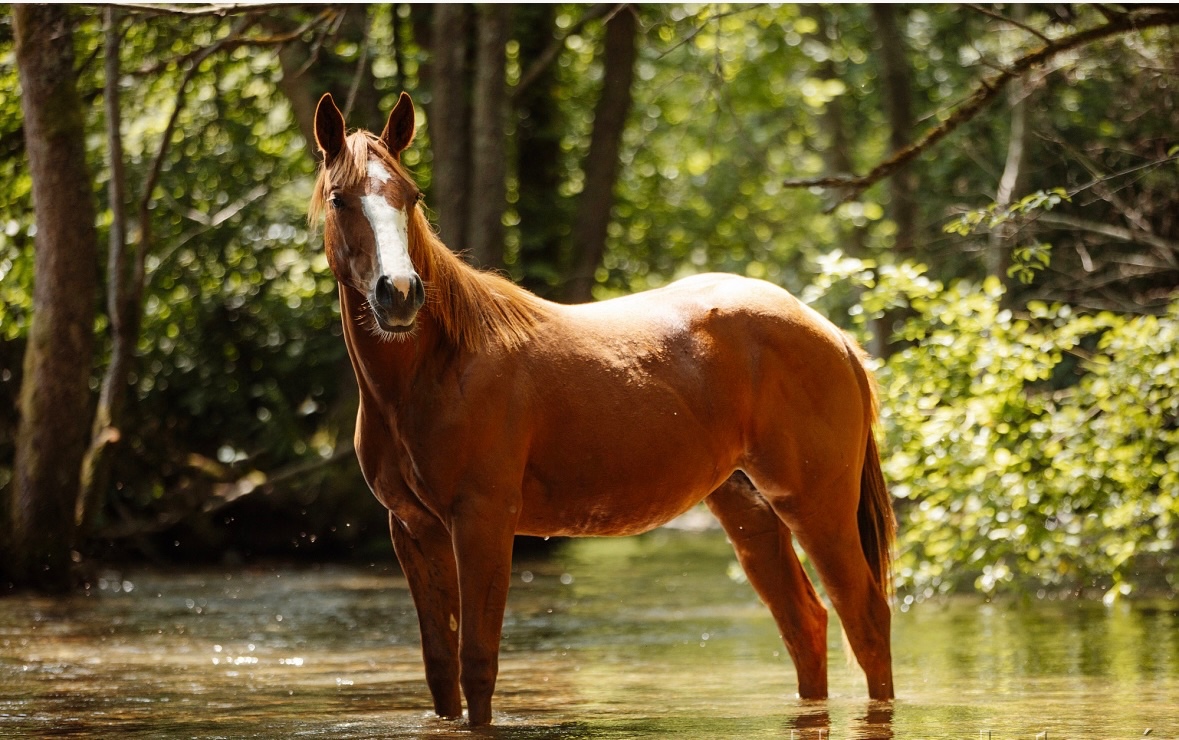 Aqh