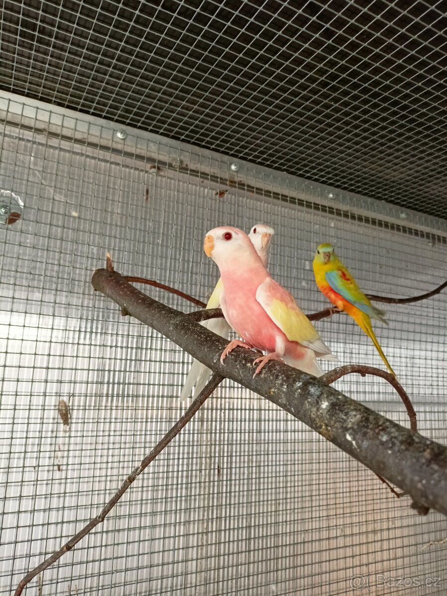 Neofémy
