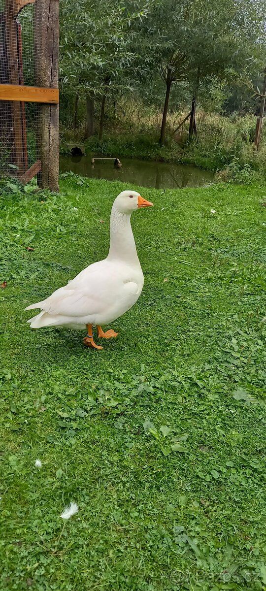 ČESKÁ HUSA
