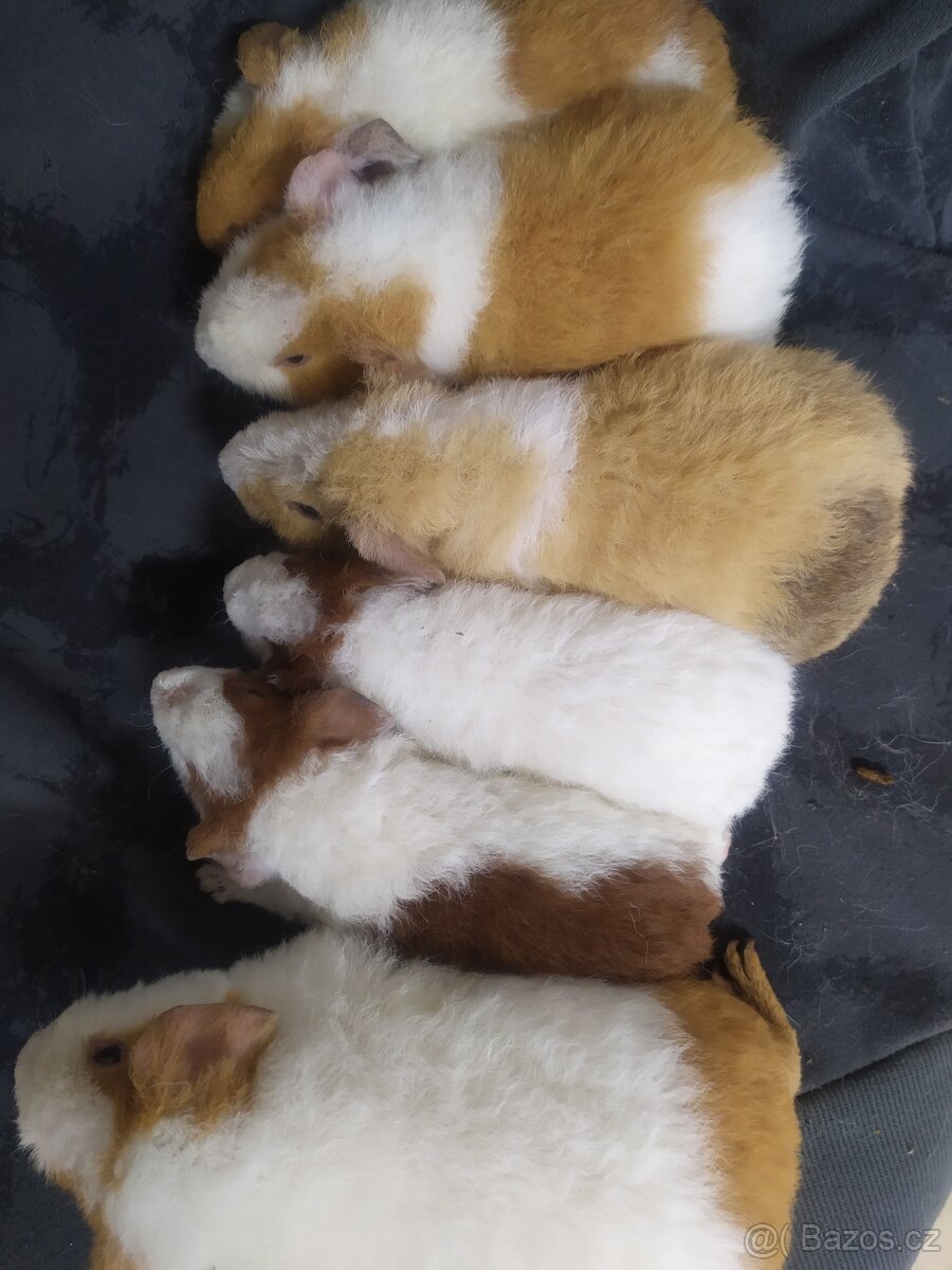 US TEDDY- morče , morcata