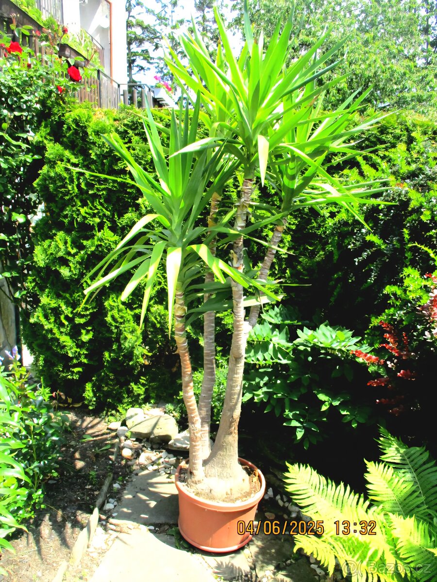 Vzrostlá pokojová juka