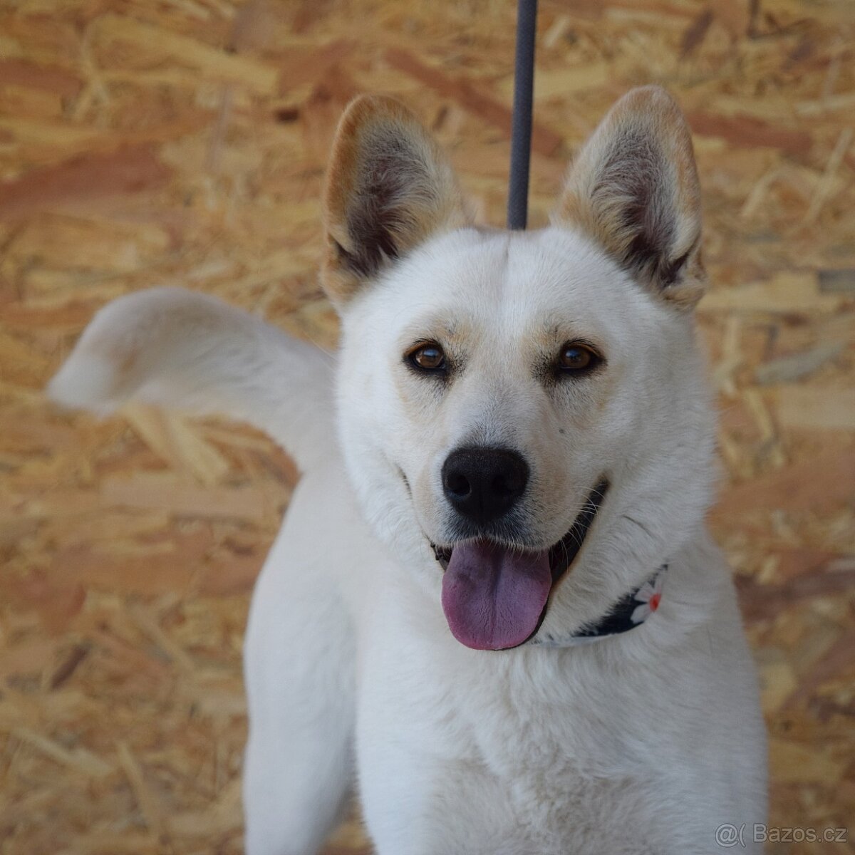 🌸 Zaira – veselá parťačka do života 🌸