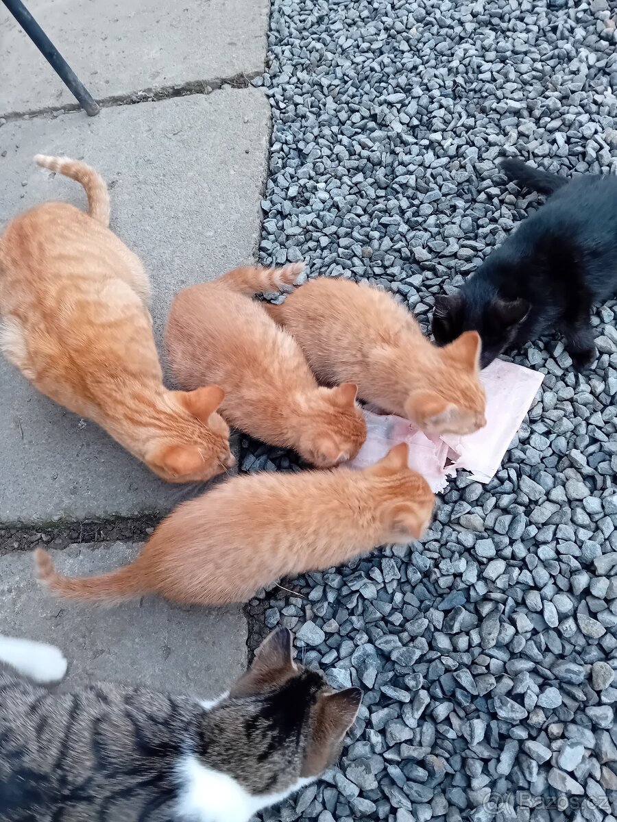 Darujeme krásná koťátka