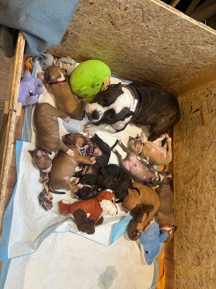 American Bully pocket