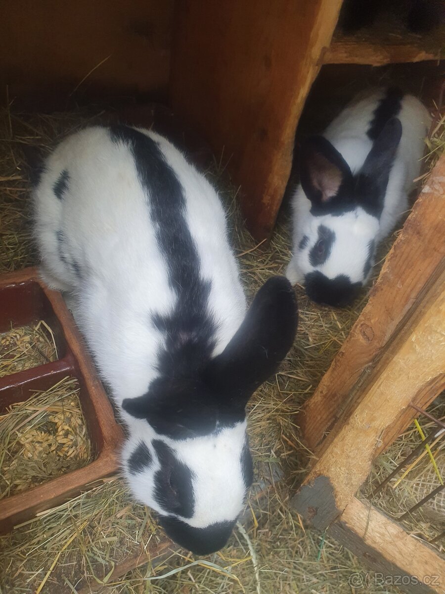 Cesky strakac - samci