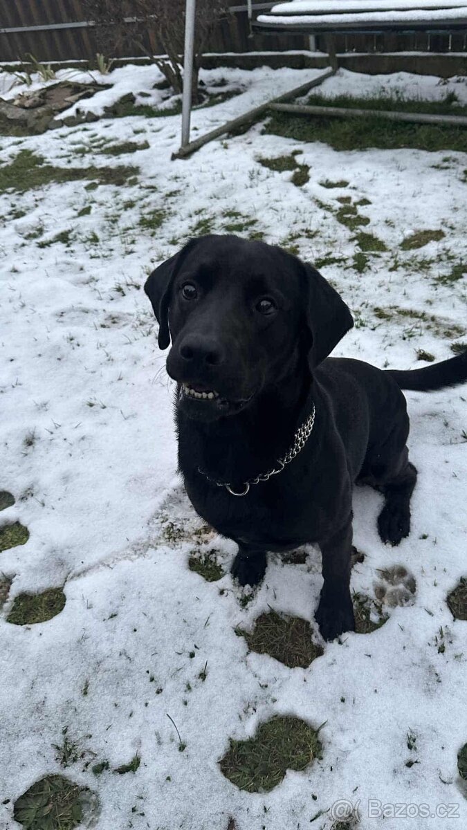 Kříženec labrador a slovenský kopov