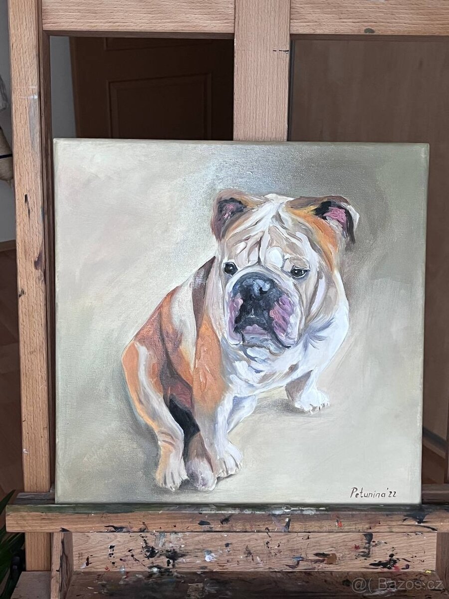 Obraz olejomalba na plátně pes "English bulldog", 40x40 cm