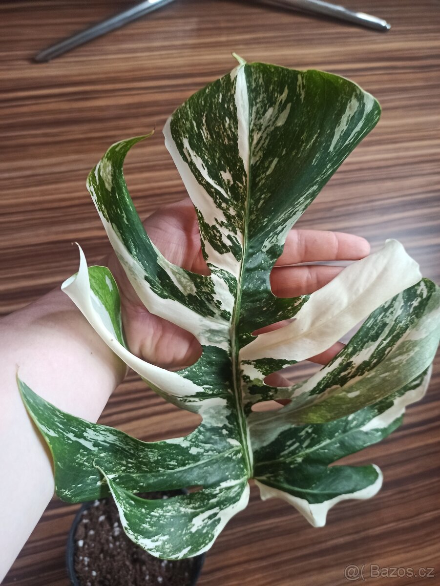 Monstera albo variegata