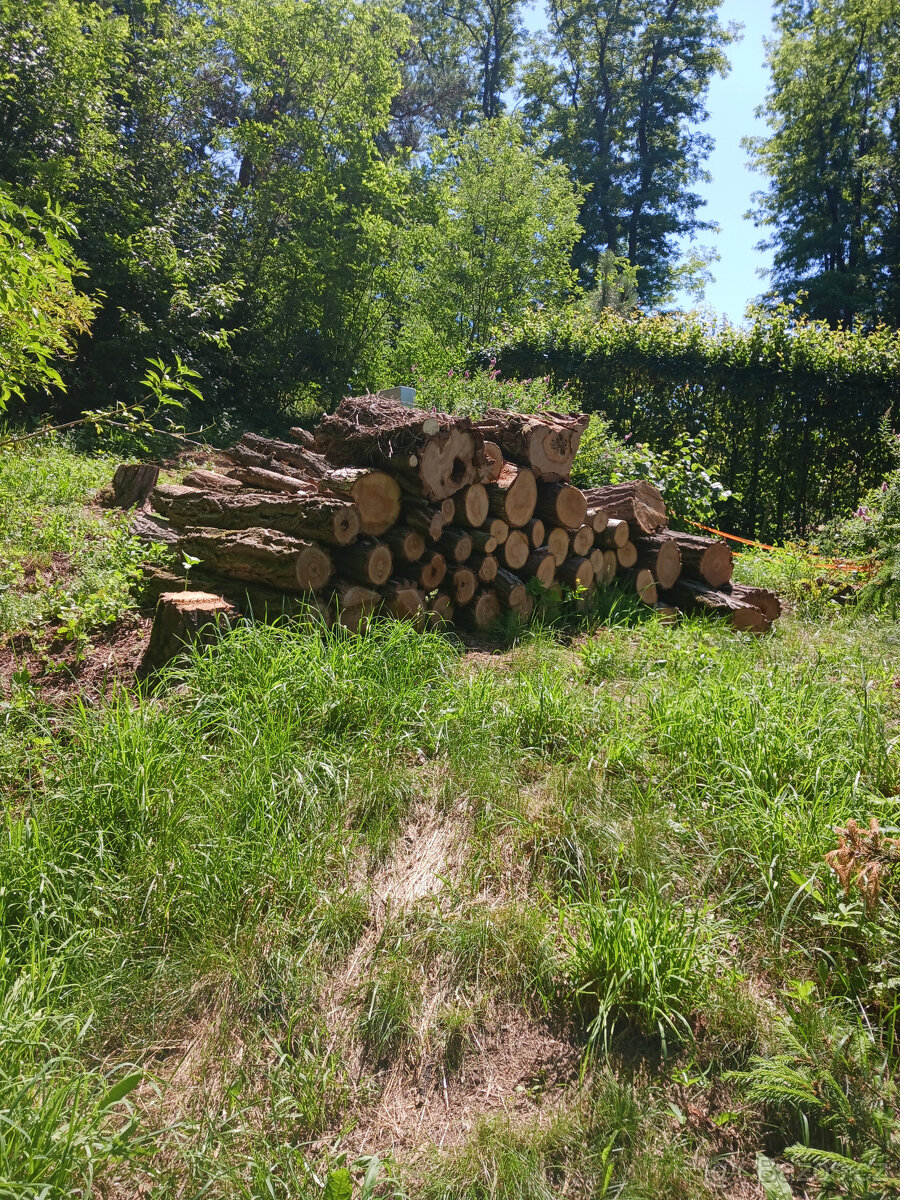 Daruji palivové dřevo akát za odvoz