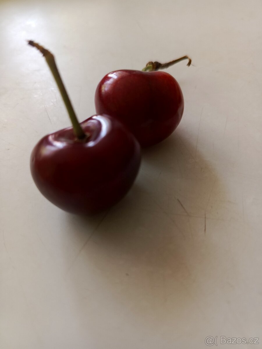 Prodám třešně