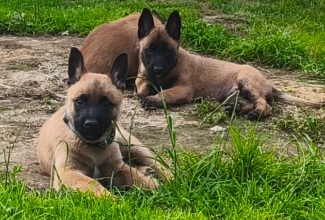 Belgický ovčák malinois s PP