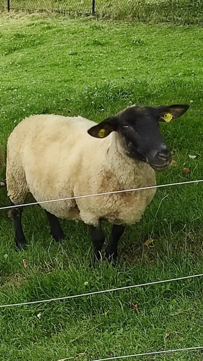 Ovce suffolk