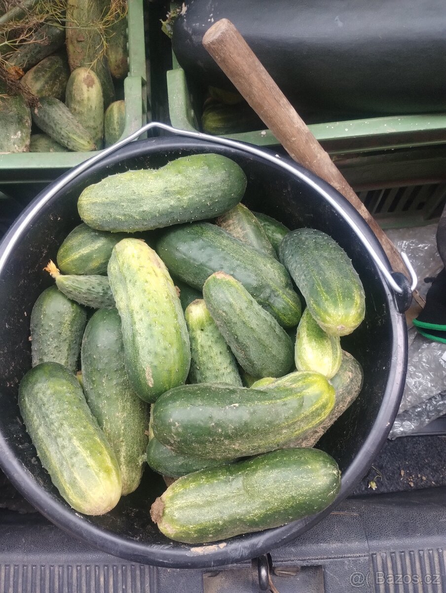 Velké okurky