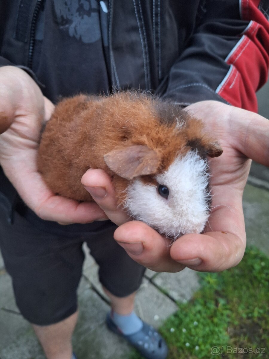 morče US teddy