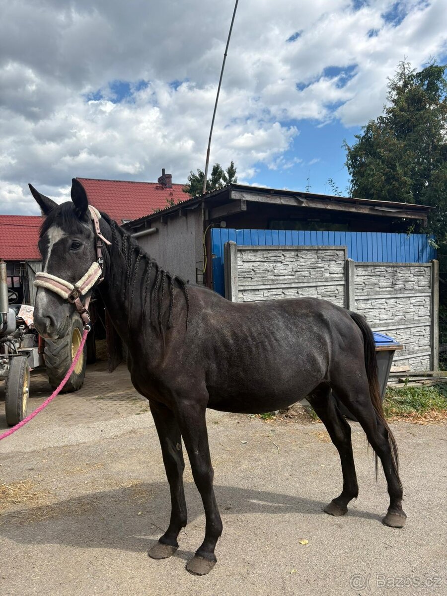 Slezská klisna, 2 roky stará