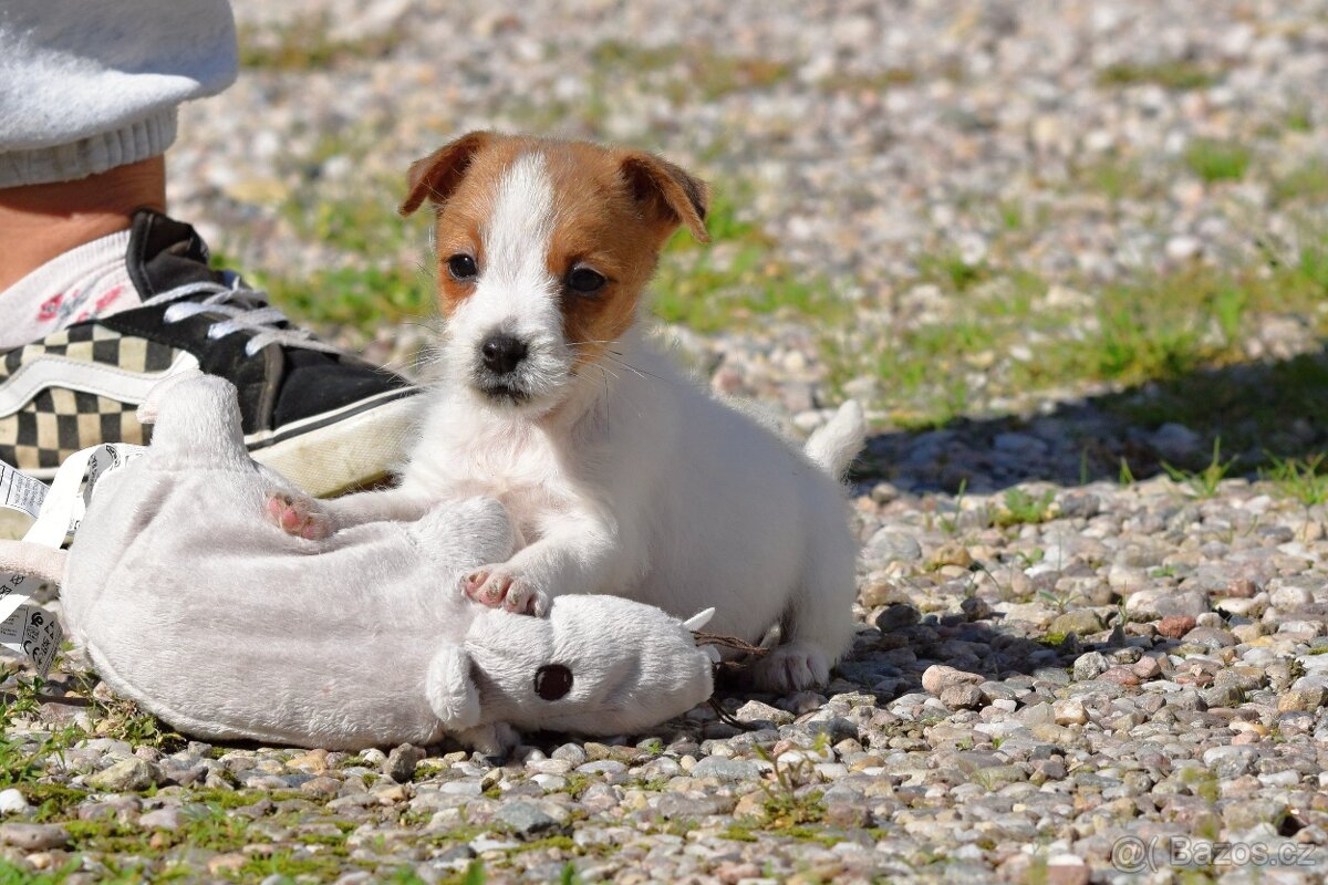Jack Russel teriér s PP - TIMOTHEE