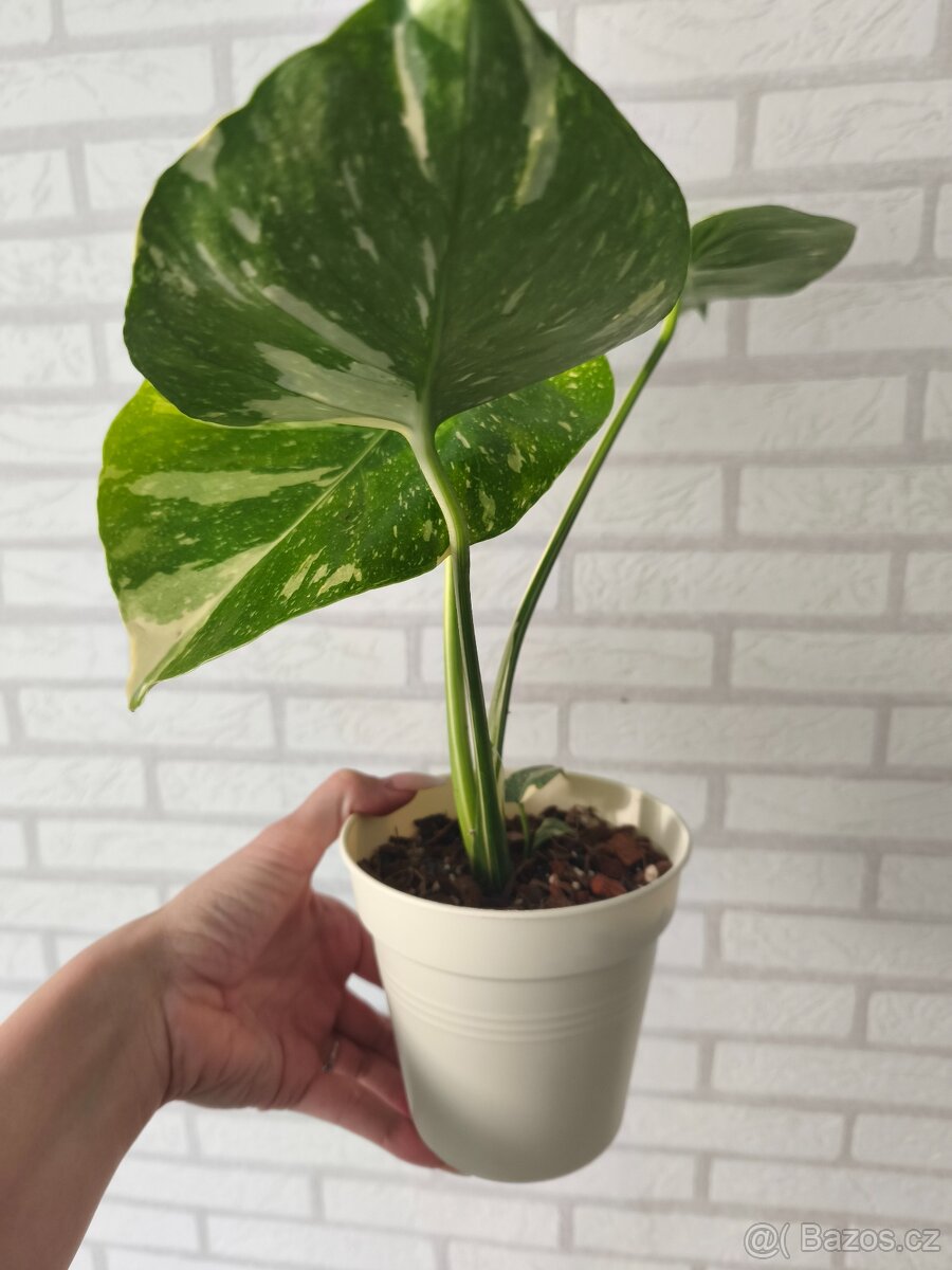 Monstera Deliciosa Thai