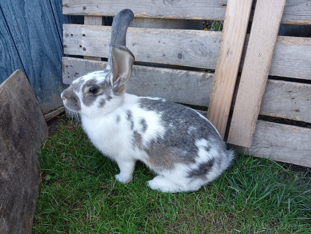 Nabízím mladé samičky vhodné do chovu