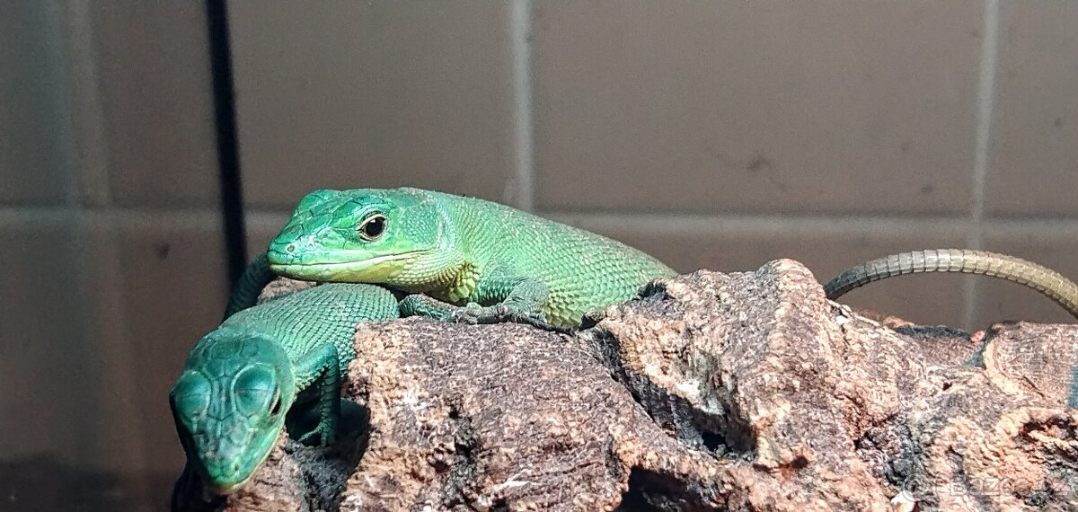 gastropholis prasina