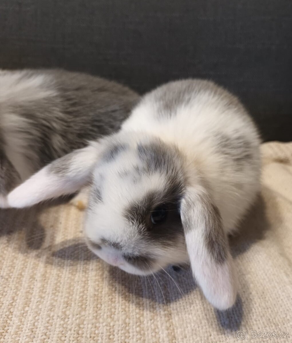 Zakrslý králík - beránek - samička