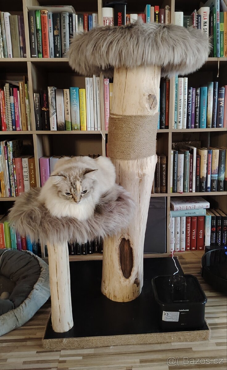 Kočičí strom 😺