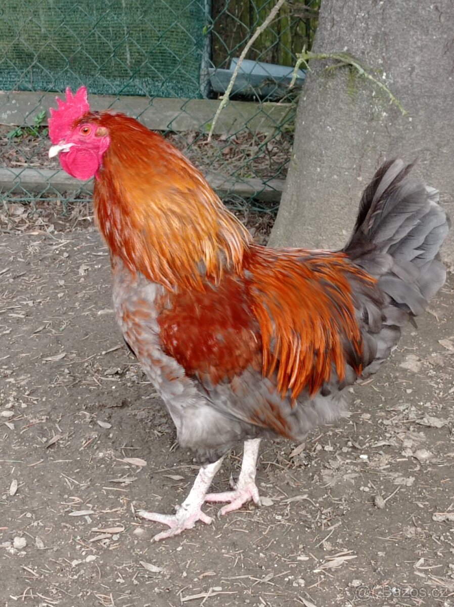 Kohout maranska modrá