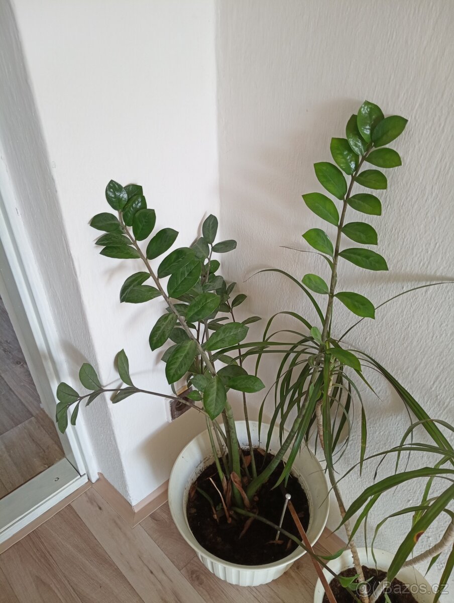Zamiokulkas, dracena