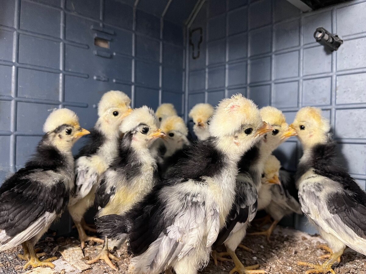Odrostla kuřátka cemani a holandská zdrobnělá