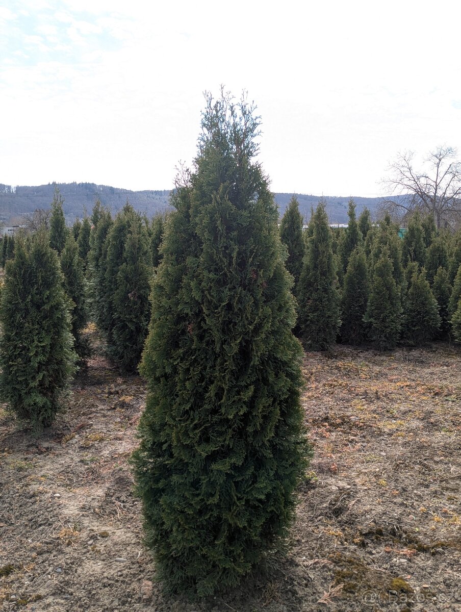 Thuje Thuja Smaragd