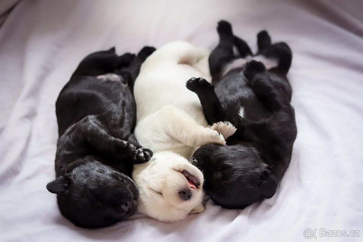 Štěňata - podzim 2025 - labradorský retriever s PP