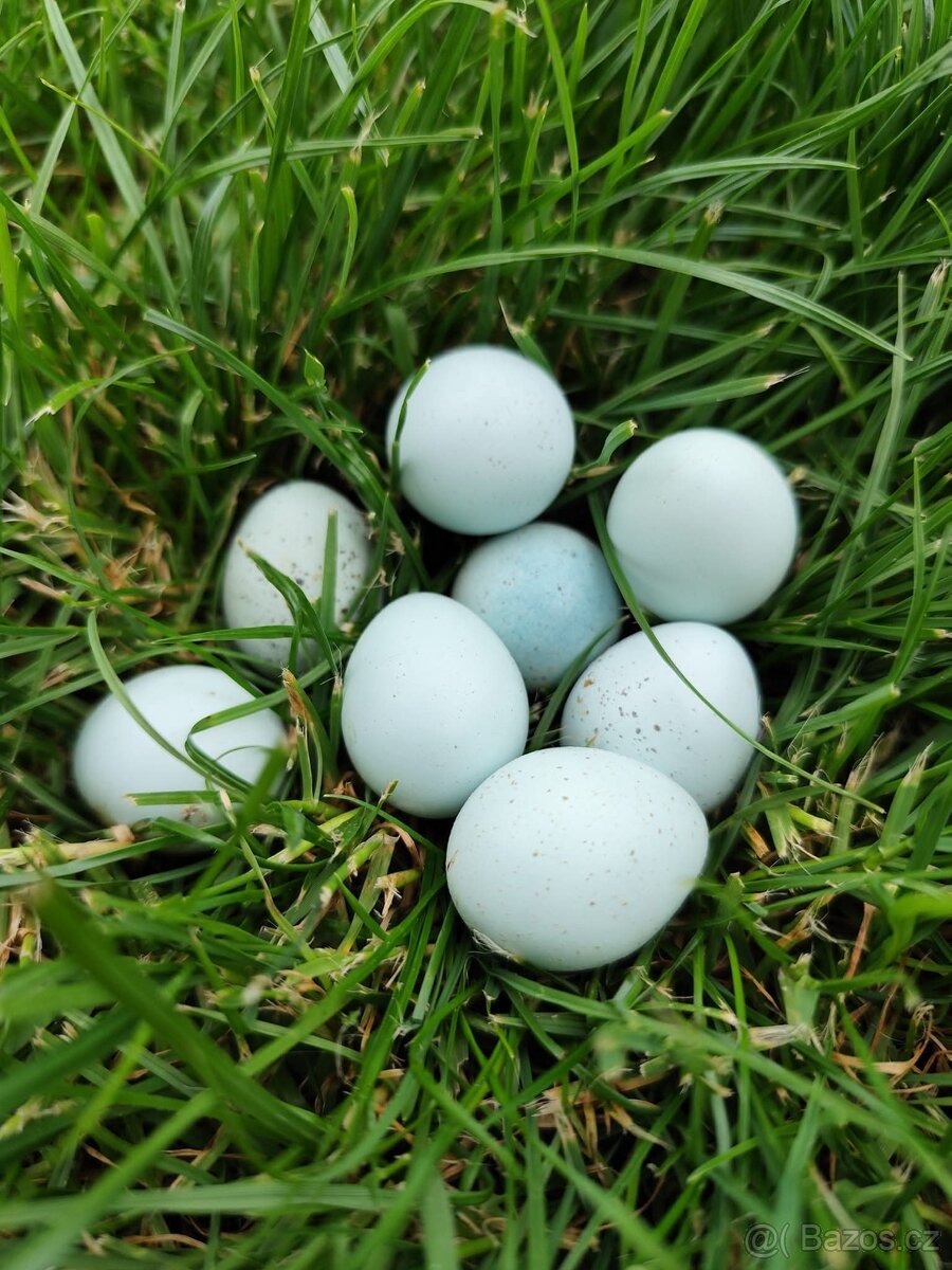 Celadon NV i zásilkovnou