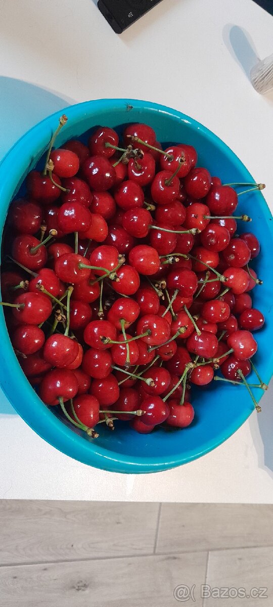 Třešně