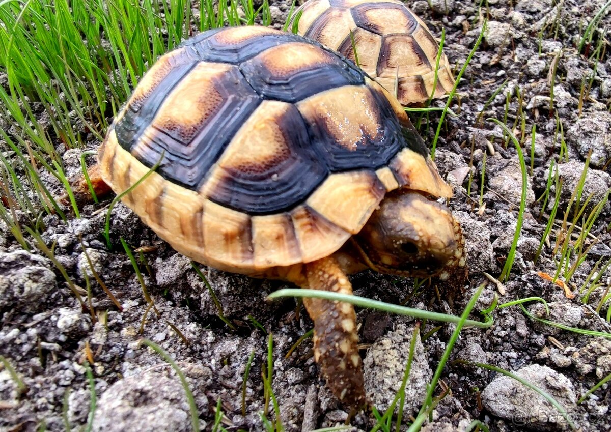 Želva zelenavá, vroubená