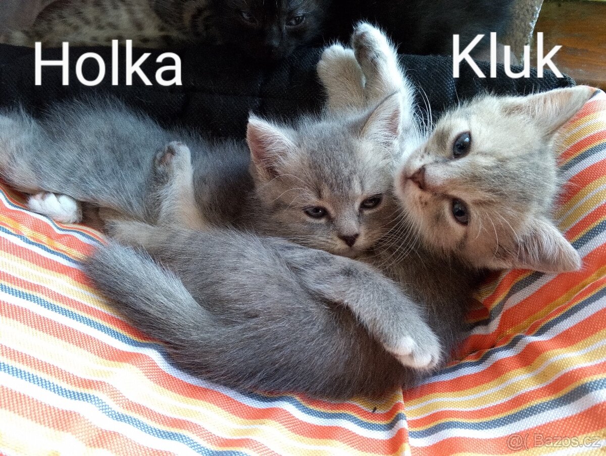 Britská modrá koťátka bez PP