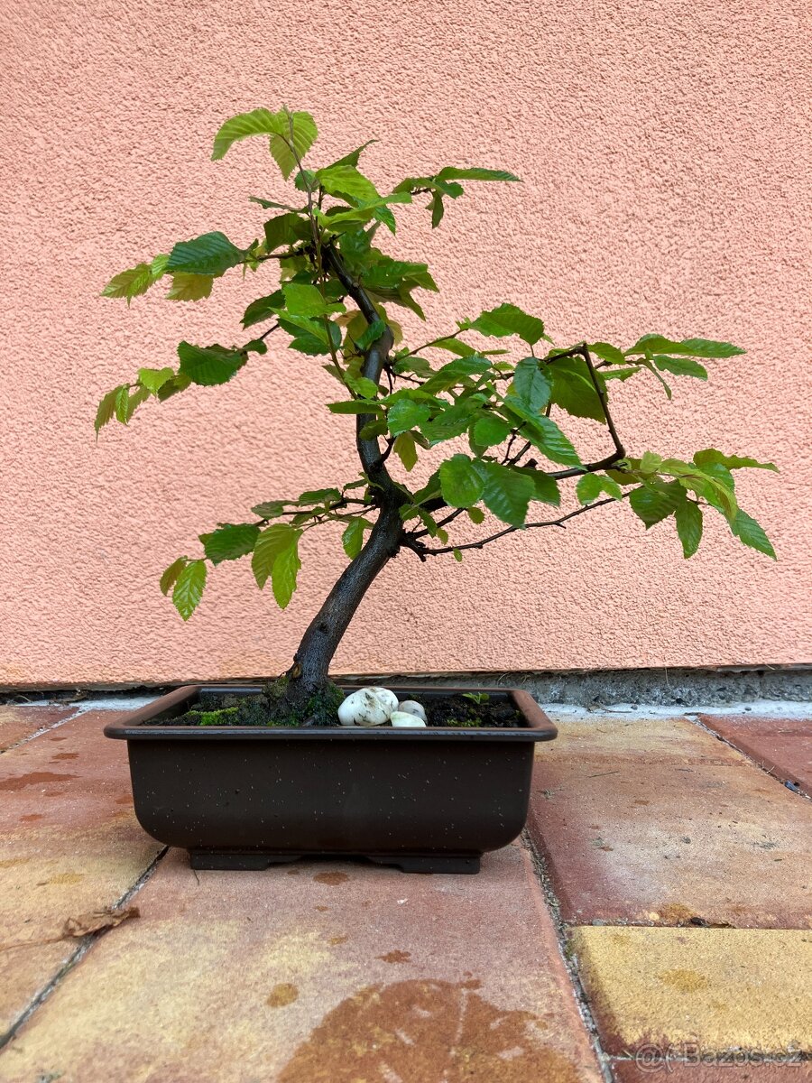 Bonsai, Bonsaj, jamadori, habr