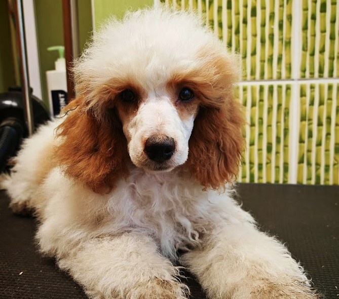 PUDL TRPASLIČÍ VÍCEBAREVNÝ - s PP