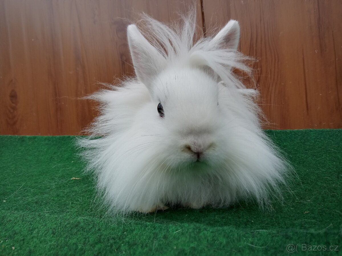 Zakrslý sameček s teddy genem