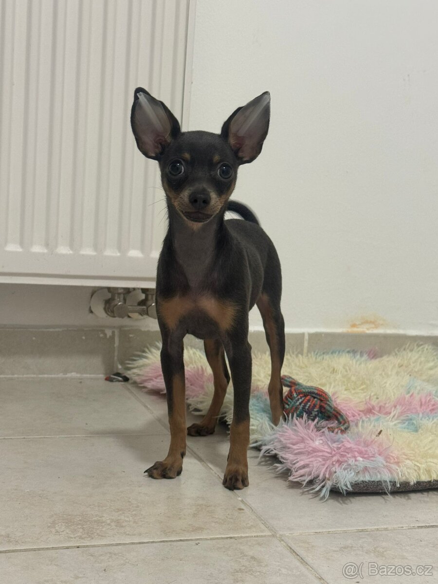 Rusky toy hladkosrsty s PP FCI