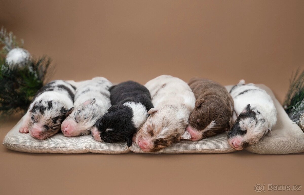 Australský ovčák s průkazem původu