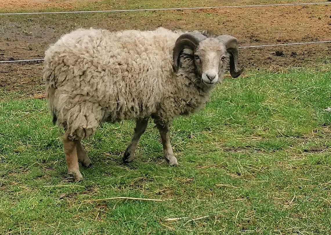 Quessantské ovce